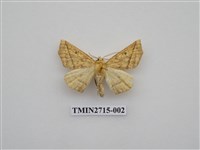 藏品(尺蛾266)的圖片